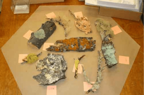 A selection of colourful lichens on branches and pieces of bark laid out on a hexagonal mat.