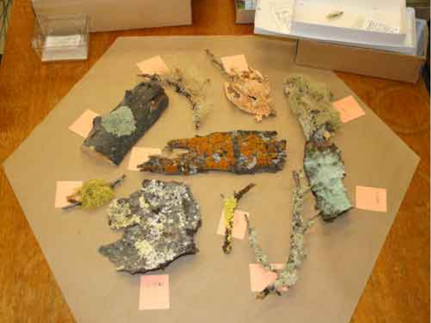 A selection of colourful lichens on branches and pieces of bark laid out on a hexagonal mat.