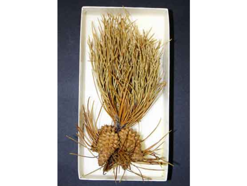 A dried Lodgepole pine specimen in a museum storage box. A dense bush of branches grows out of a splitting cone with spreading roots.