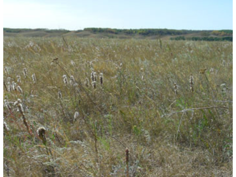 View looking out over a wild growing field of prairie.