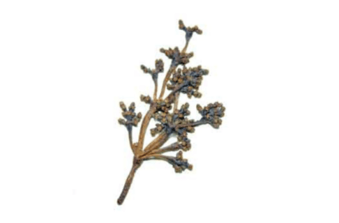 A close-up on a sprig of dried and pressed dwarf mistletoe.