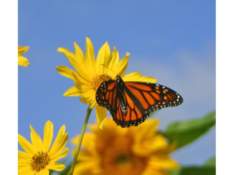 An orange and black monarch butterfly on a bright yellow sunflower in front of a blue sky.