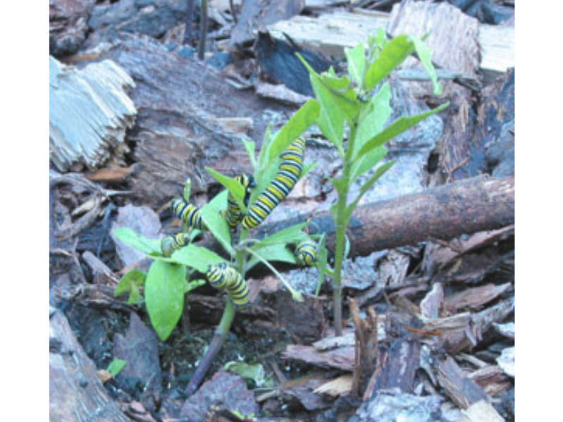 Close-up on at least five striped monarch caterpillars eating from a small milkweed plant.