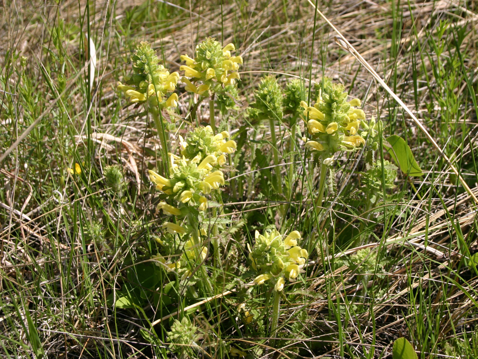 A small, low-growing plant with clusters of yellow flowers at the ends of the upright pointing branches.