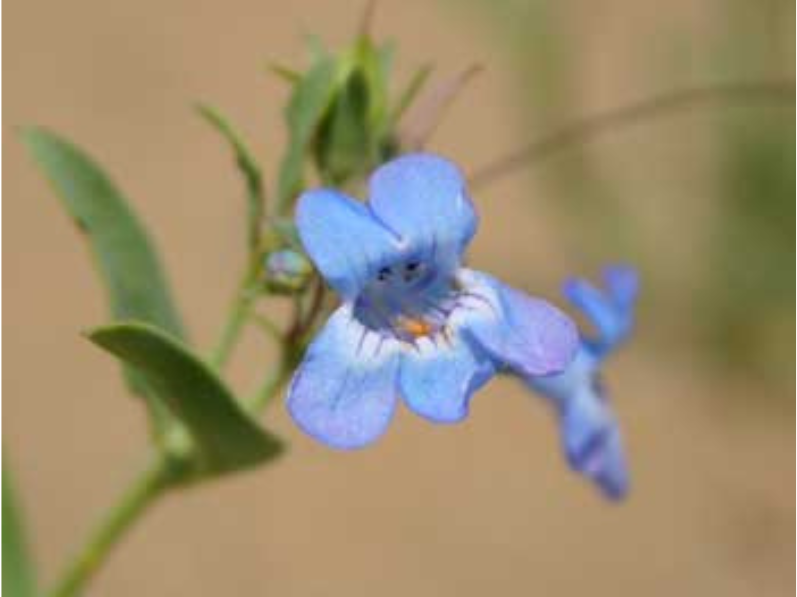 Close up on a small blue flower with a pocket-like centre.