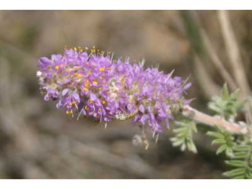 A very small pale green insect on the underside of a purple bulb-like flower.