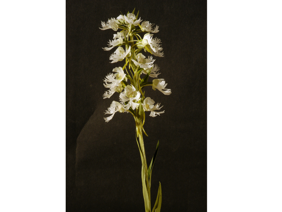 A model of the top of a plant with small white flowers at the top.