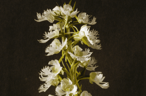 A model of the top of a plant with small white flowers at the top.