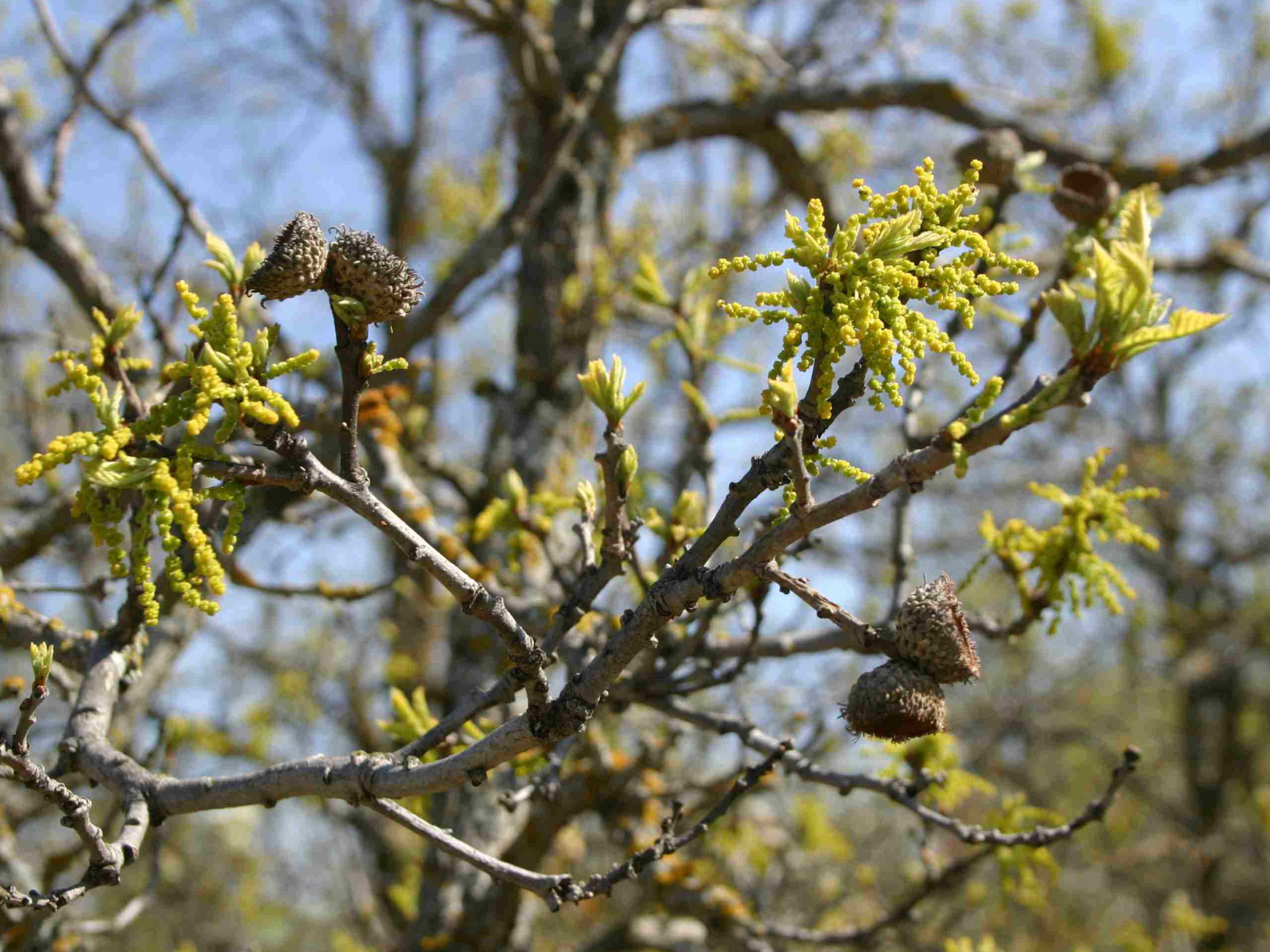 A branch with only a few green leaves left on the tips of the branch with acorn caps on the branches.