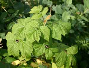 A leafy branch of a wild red raspberry plant.