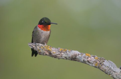 A hummingbird with a red throat and otherwise grey to black colouring perched on the end of a branch.