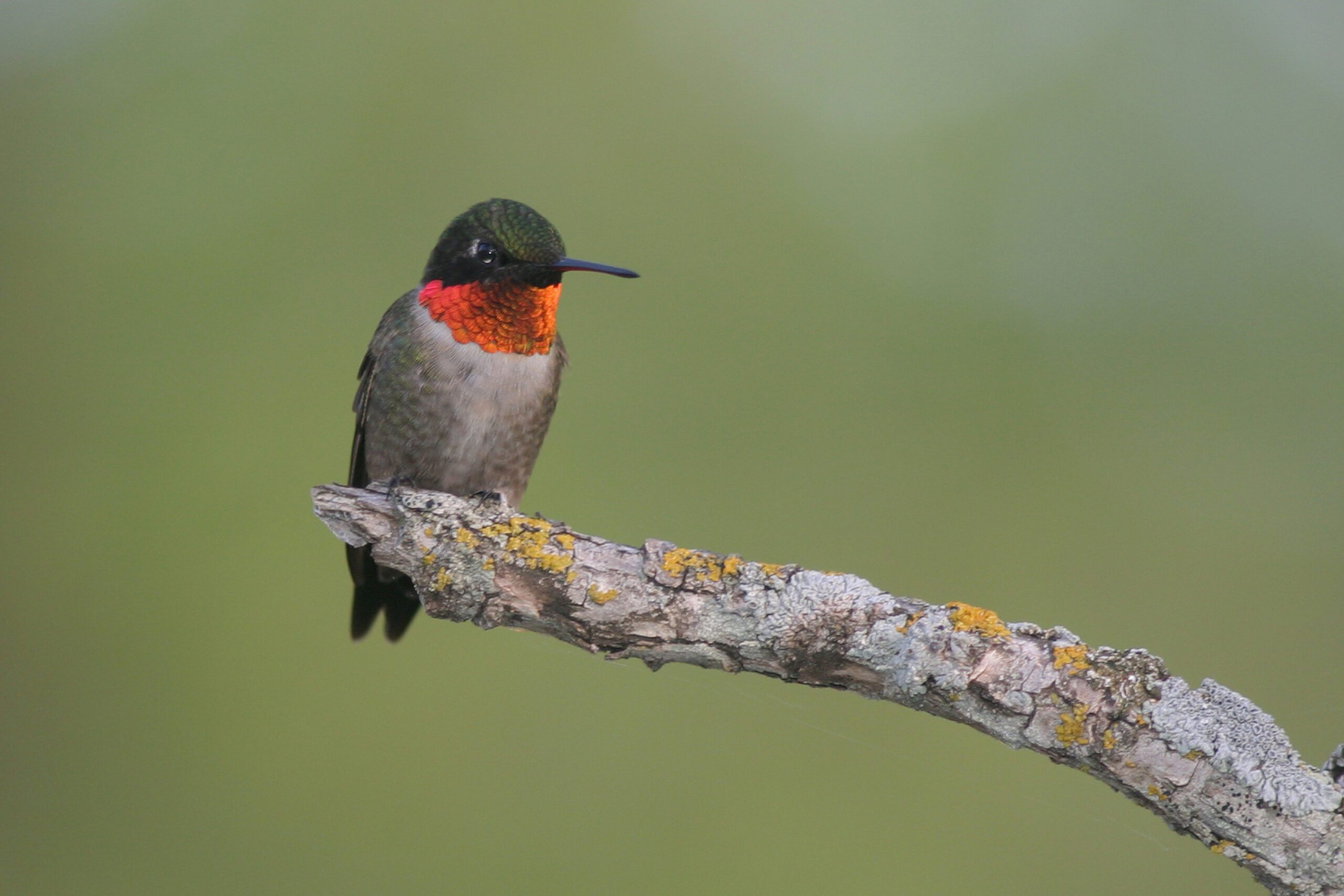 A hummingbird with a red throat and otherwise grey to black colouring perched on the end of a branch.