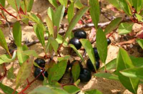 A handful of small dark cherries growing among green leaves near to the ground in sandy soil.