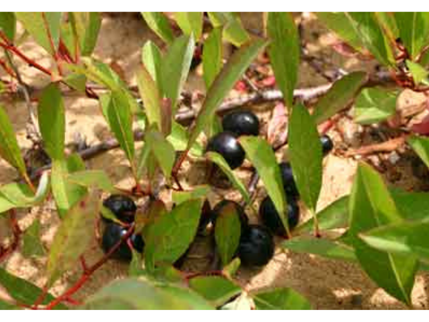 A handful of small dark cherries growing among green leaves near to the ground in sandy soil.