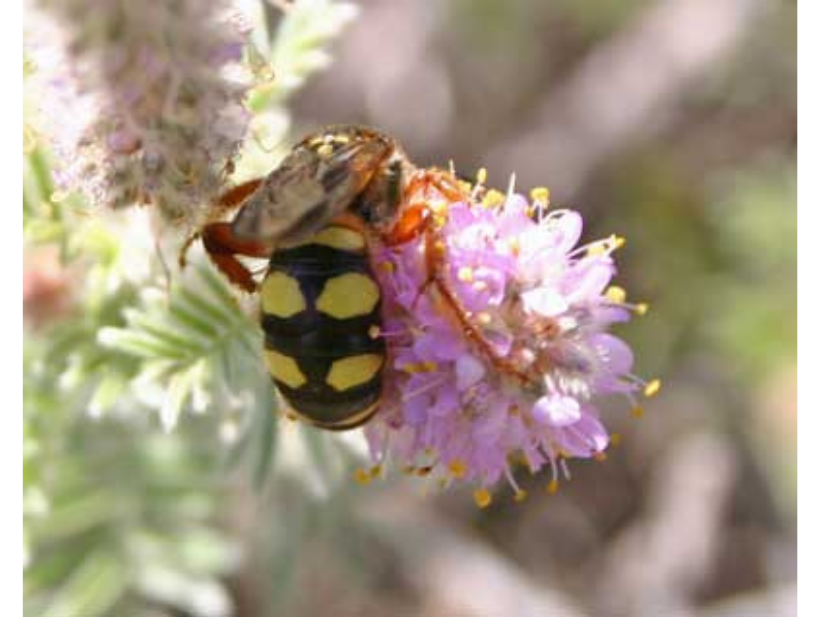 A large black and yellow wasp on a purple oblong flower.