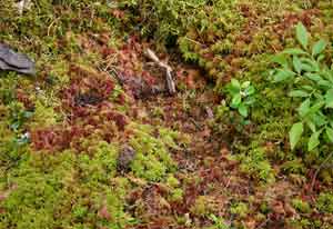 A dense patch of green vegetation and reddish-brown moss.