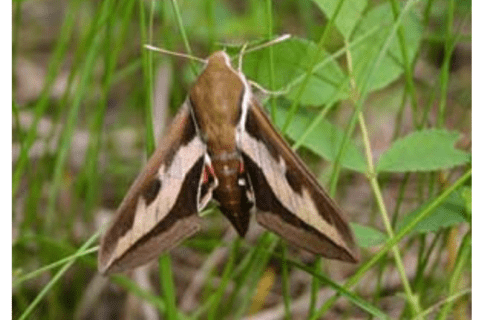 A brown and white Sphinx moth with triangular wings perched among blades of grass.