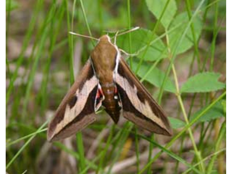 A brown and white Sphinx moth with triangular wings perched among blades of grass.