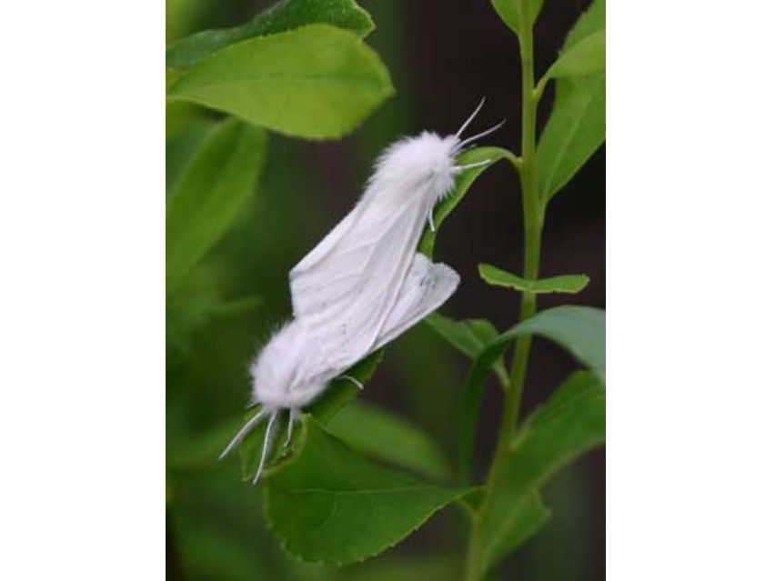 Two white moths on a green leaf.