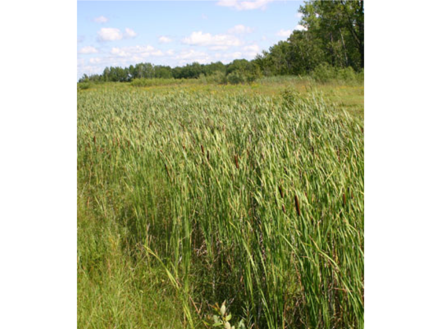 Closely growing cattails in a dip in the ground.