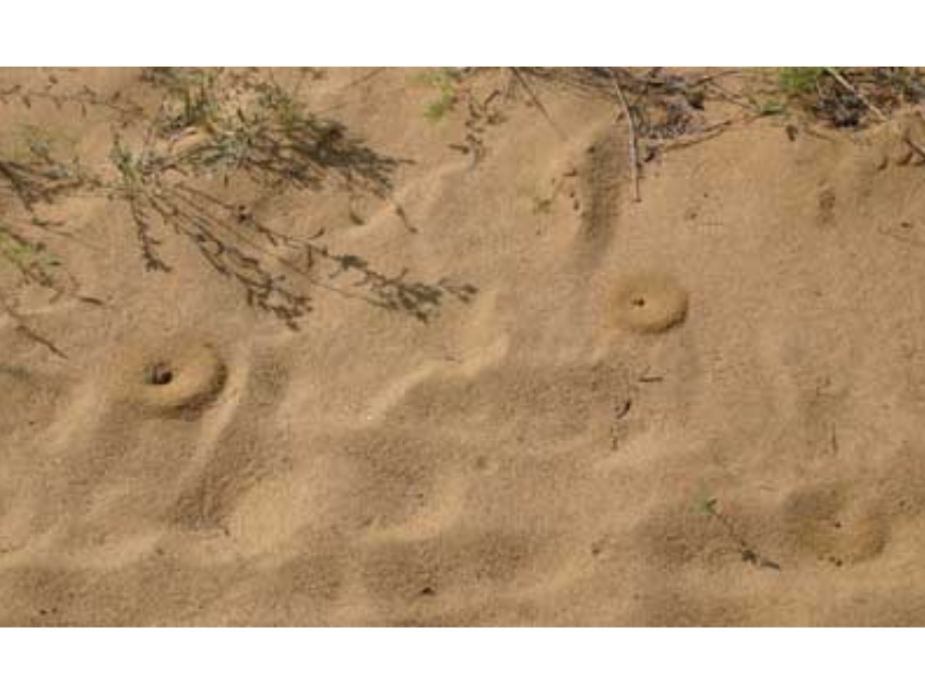 A patch of sand with a number of small holes, burrow entrances, along it.