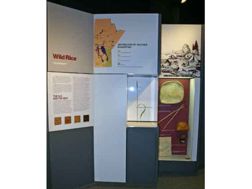 A museum exhibit with specimens, imagery, and information about Wild Rice.