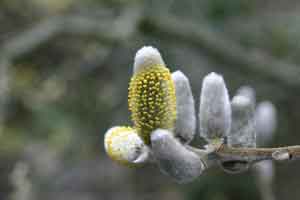 Close up on the dense, fuzzy clustering flowers of willow.