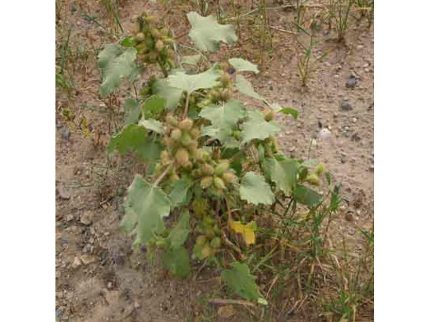 A plant growing up from sandy soil, with clusters of burrs growing on it close to the stem.