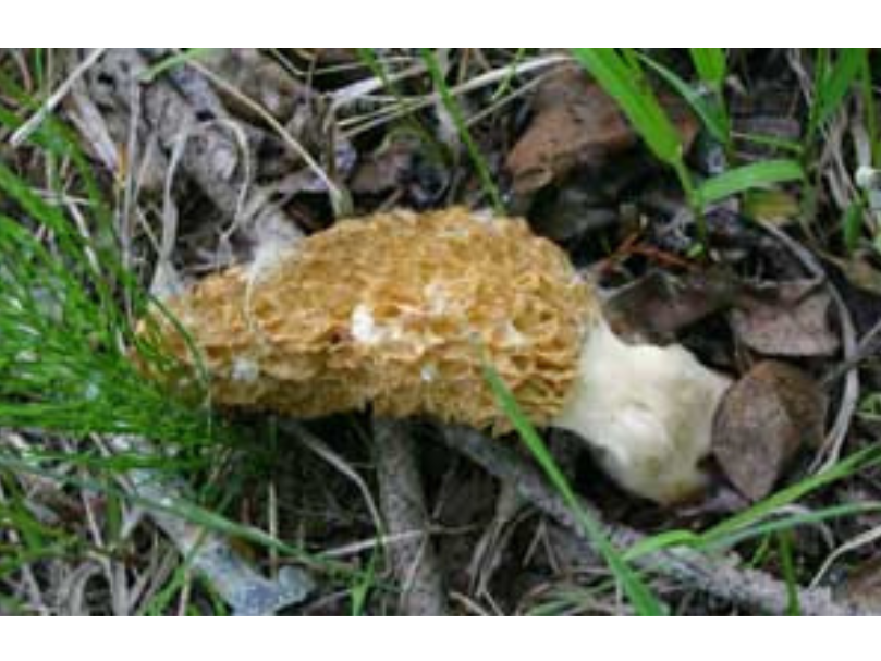 An oblong mushroom with a warm-yellow upper and white root.