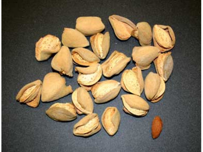 A small pile of almonds on a dark blue background.