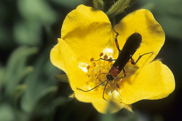 A long-bodied insect on a small yellow flower.