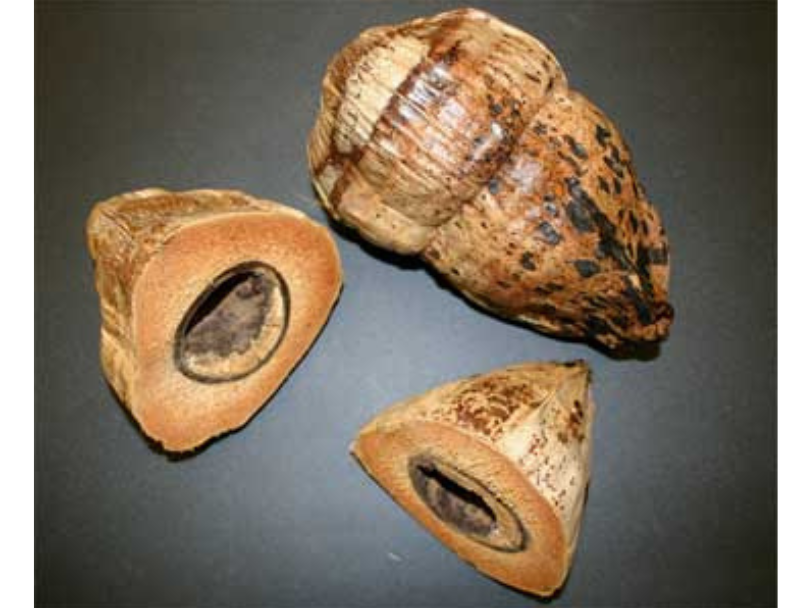 A oblong coconut beside a halved coconut, showing the hollow cavity in the centre.