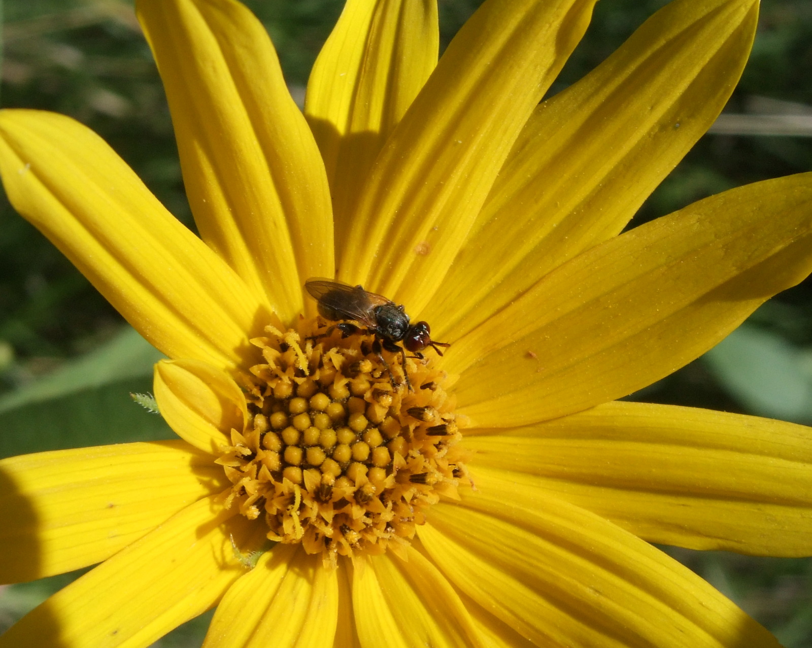 A very small insect on the yellow centre of a yellow flower.