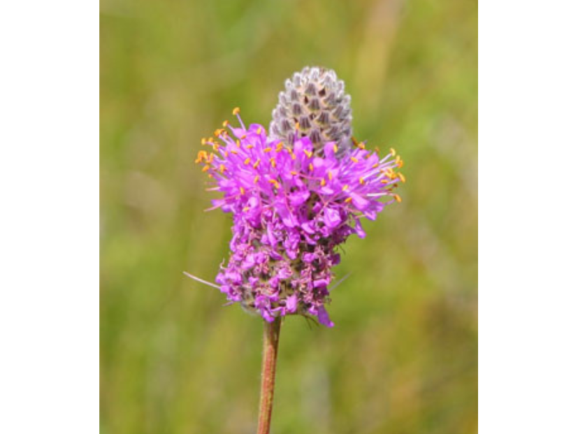 Close up on a purple flower with a bare nub at the top.