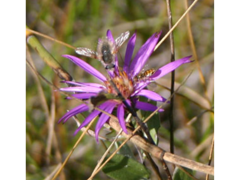 A small bee fly on a small flower with thin purple petals and a yellow centre.