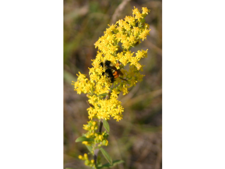 A bumblebee on a stack of small yellow flowers.