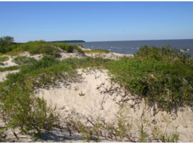 A series of sand dunes with grass growing at the tops. A body of water is partially visible in the distance beyond the dunes.