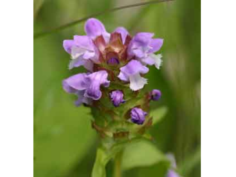 Close up on the flowering tip of a plant. A cluster of small purple flowers.