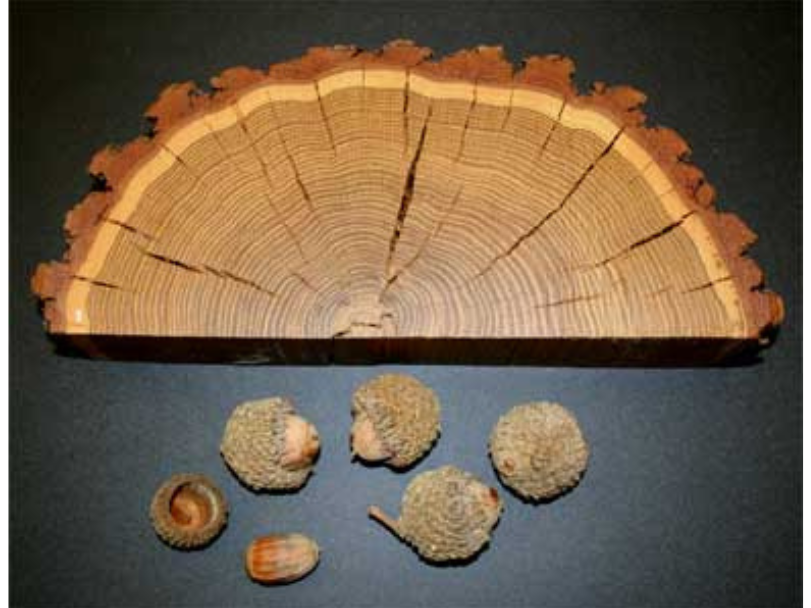 A half round of an oak trunk and several acorns and acorn caps.