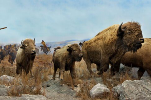 A panoramic photograph of the iconic bison diorama in the Manitoba Museum. Four taxidermized bison are posed running as a rider on horseback holding a rifle chases after them. The mural behind depicts a full herd with more riders in pursuit.