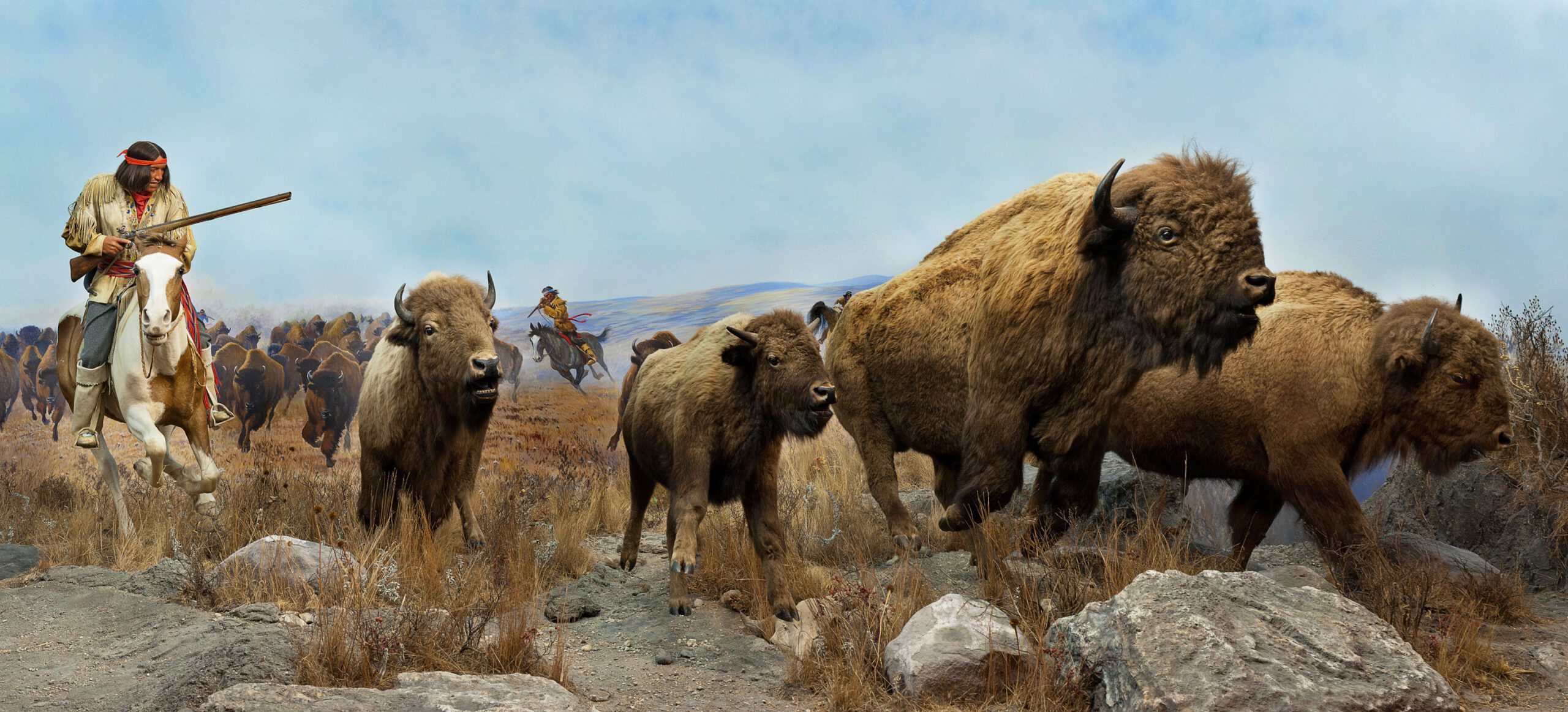 A panoramic photograph of the iconic bison diorama in the Manitoba Museum. Four taxidermized bison are posed running as a rider on horseback holding a rifle chases after them. The mural behind depicts a full herd with more riders in pursuit.