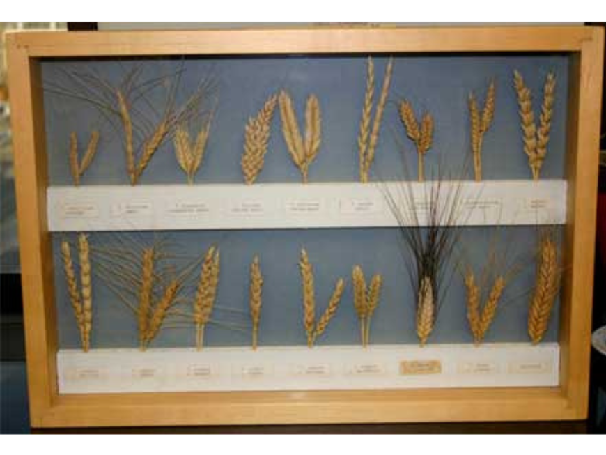 A display case with a variety of wheat in two rows.