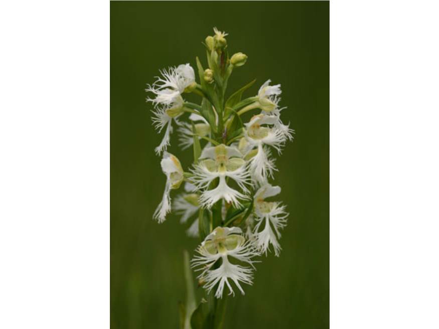 Close up on the top of a plant with small, fringed white flowers.