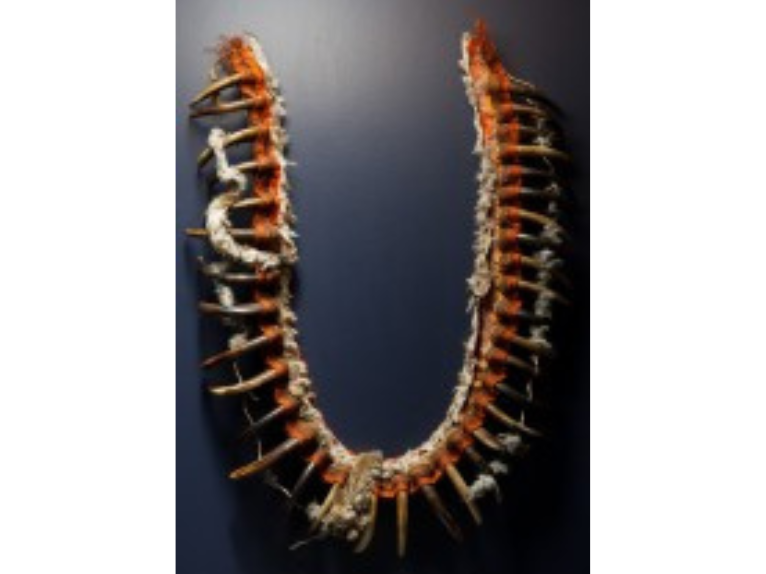 An open mounted necklace with numerous bear claws lining it.