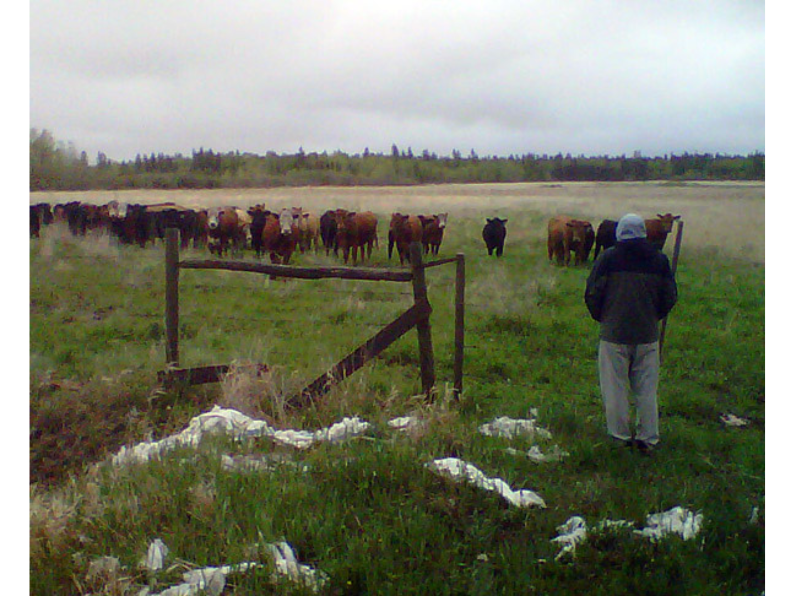 An individual standing in front of a shoulder high fence. On the other wise is a herd of cows staring towards the individual.