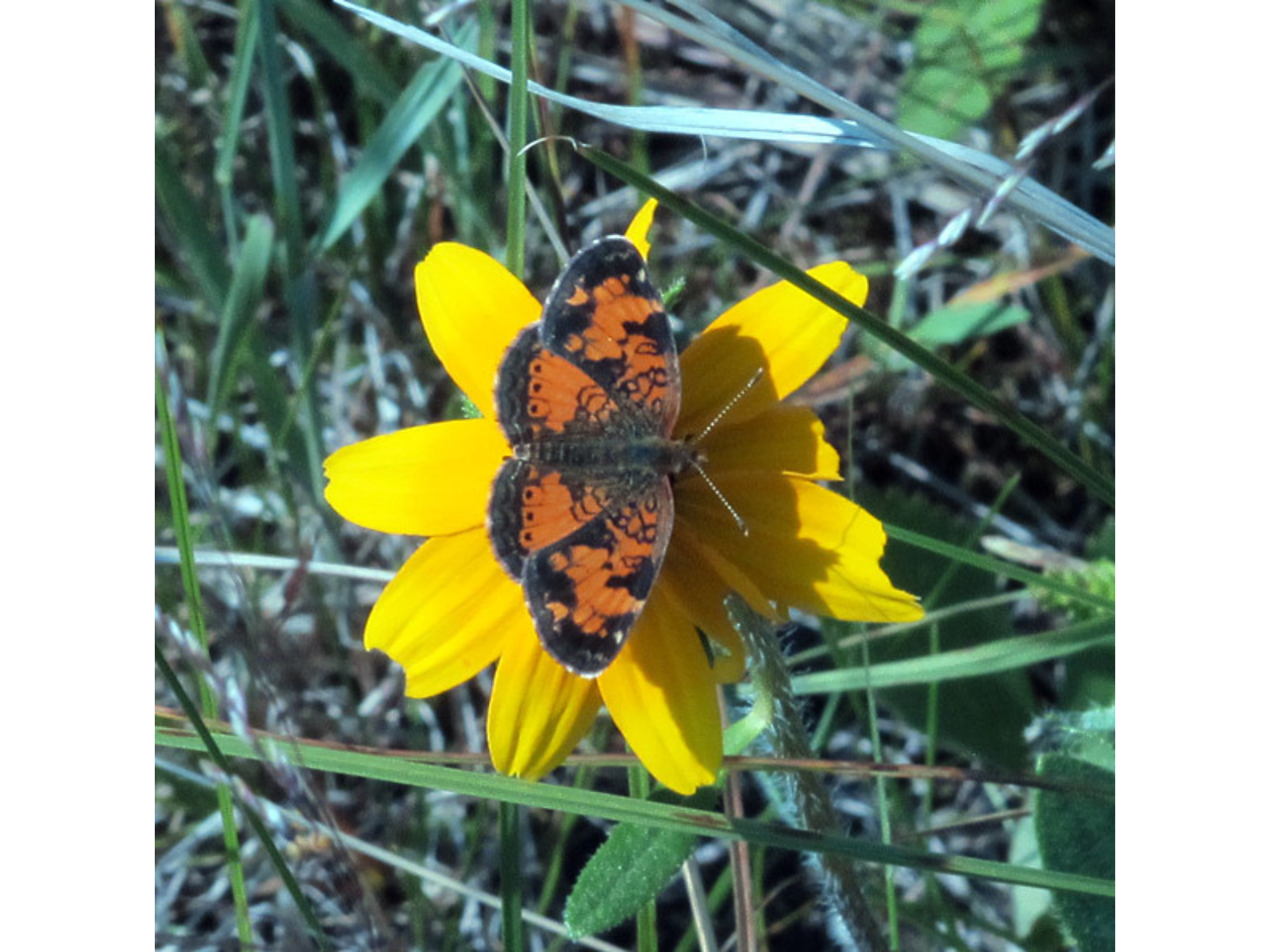 An orange and black butterfly on a small yellow flower.