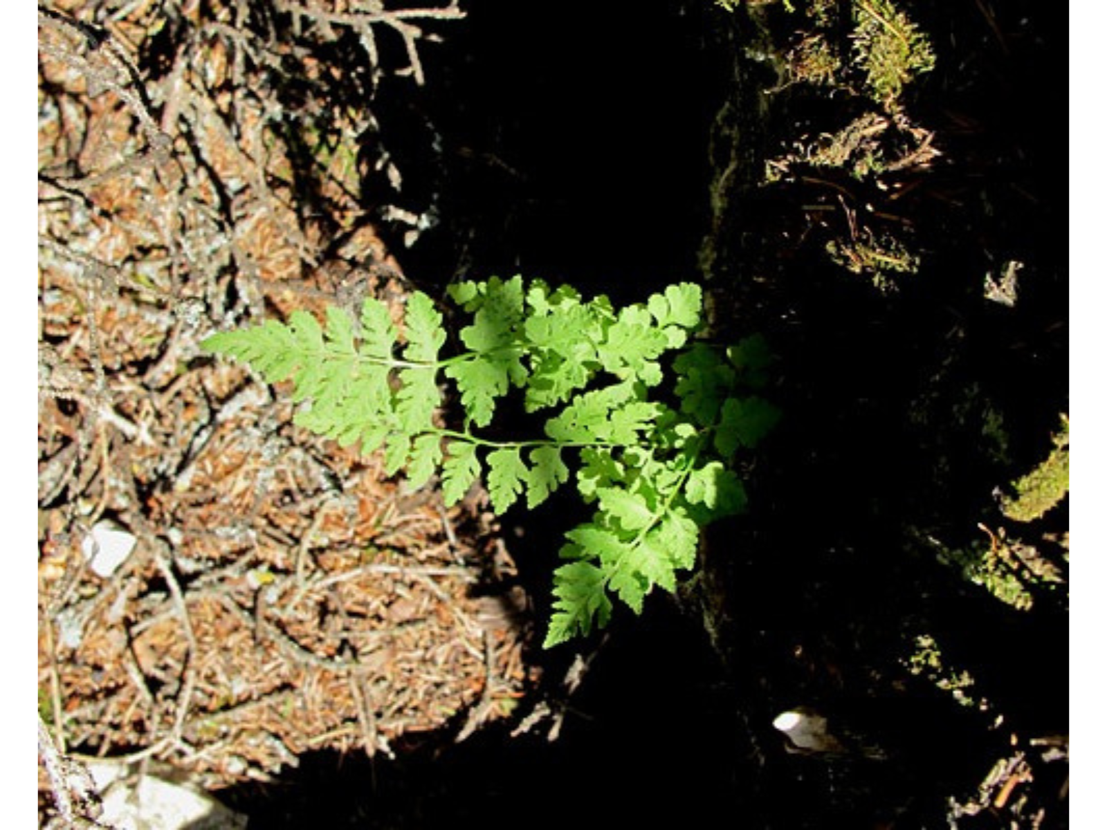 A small green fern popping up to the sunlight from between two rocks.