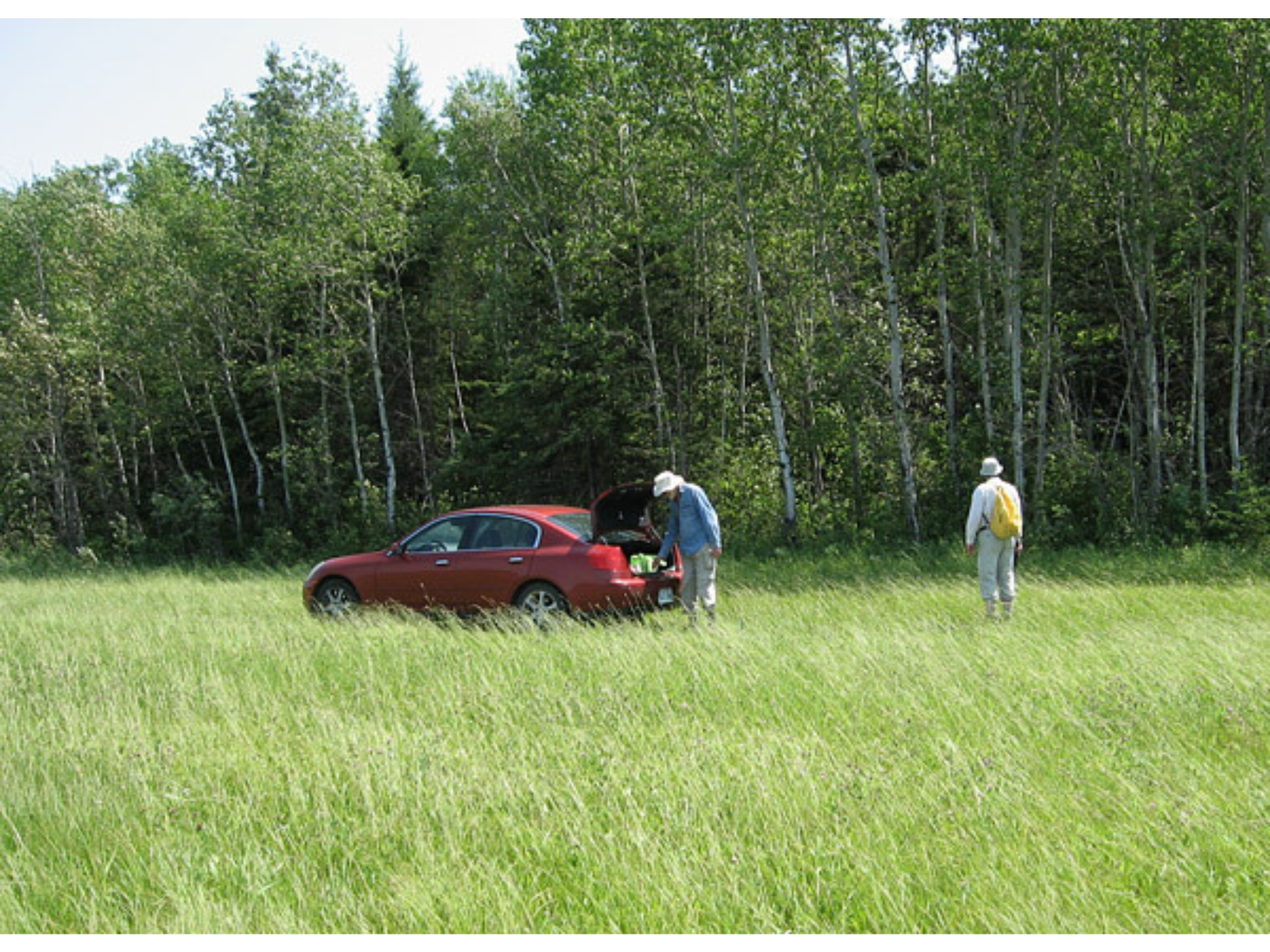 Two individuals near a red car parked in wild grass in front of a dense tree line.