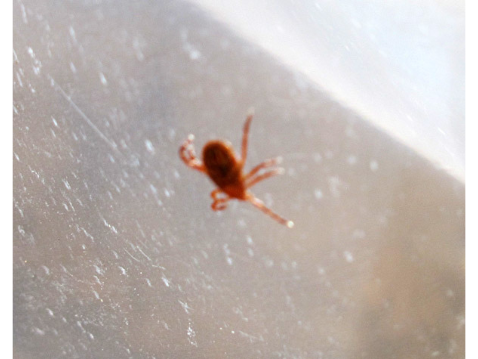 A small orange wood tick on a opaque material.