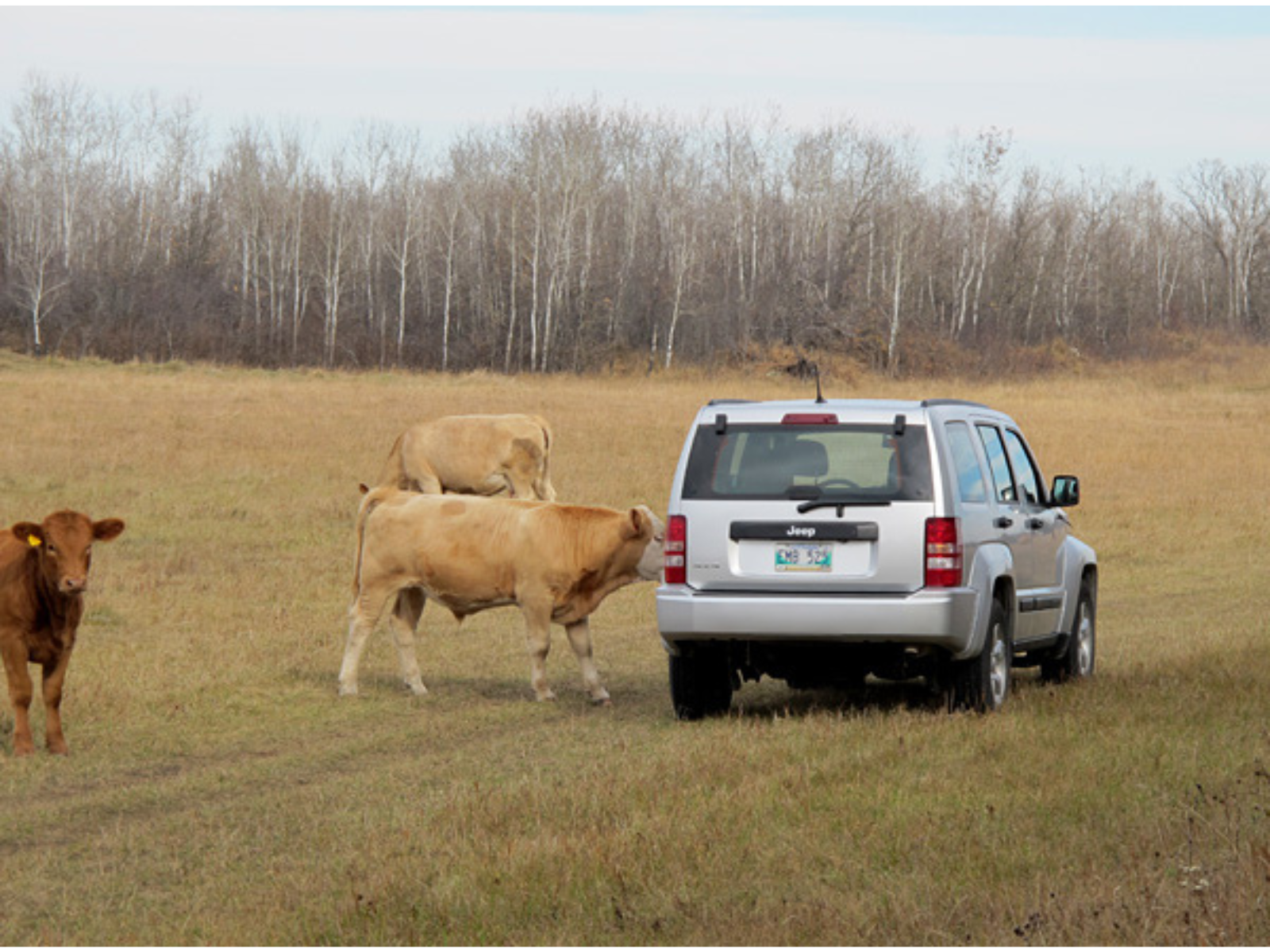 A light-coloured Jeep parked in a field. A cow appears to be licking the side of the vehicle as two others stand nearby.